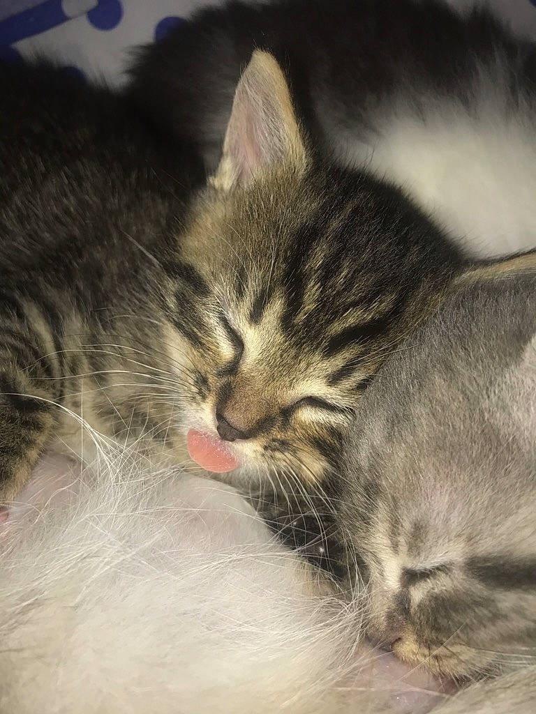 Roberta participe au concours pour gagner de l'argent avec cette photo : asian, carnivore, cat, domestic_short_haired_cat, dragon_li, ear, european_shorthair, felidae, fur, kitten, nap, norwegian_forest_cat, pixie_bob, sky, sleep, small_to_medium_sized_cats, snout, tabby_cat, whiskers