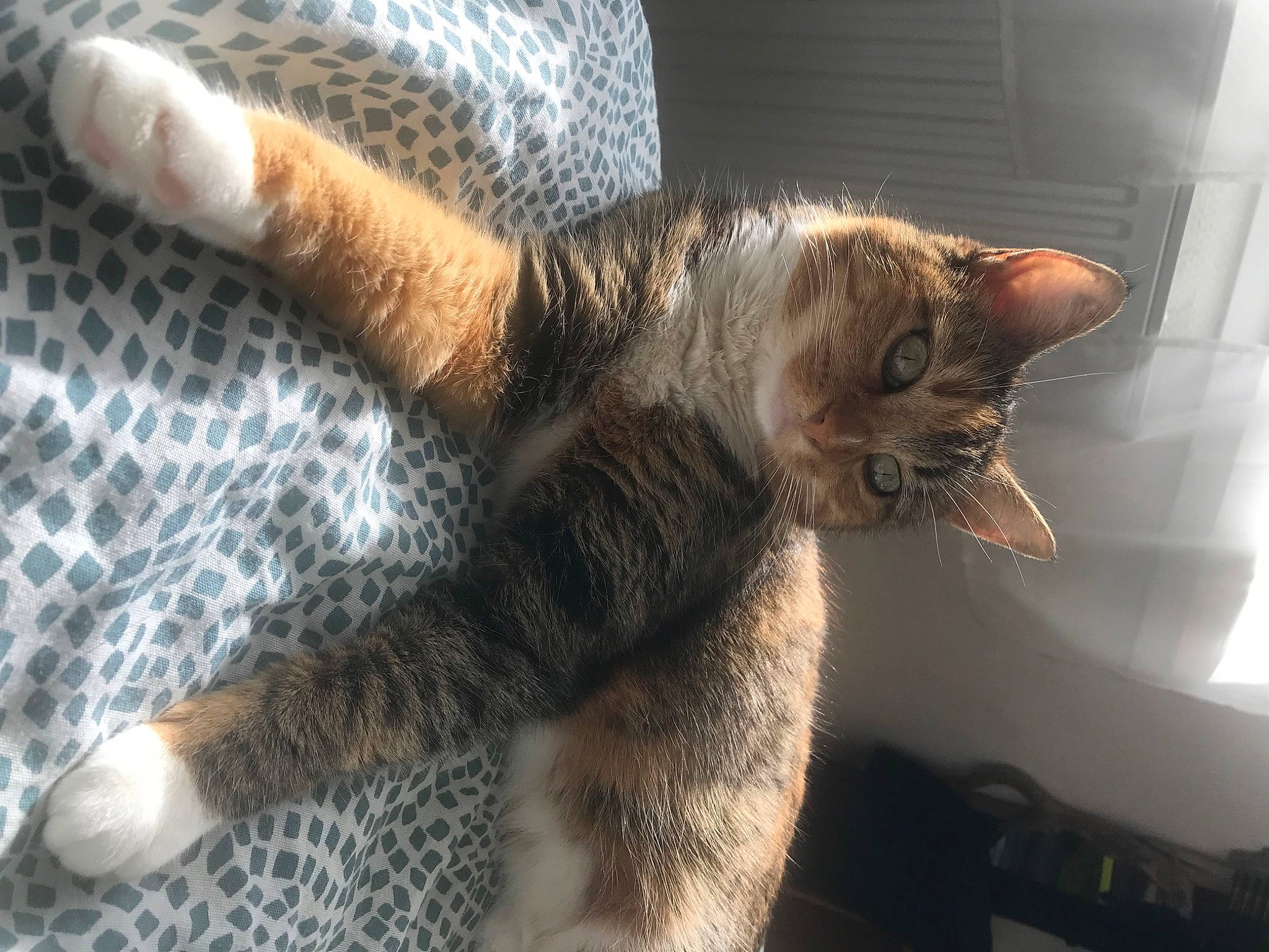 Macha participe au concours pour gagner de l'argent avec cette photo : carnivore, cat, claw, comfort, domestic_short_haired_cat, fawn, felidae, fur, gesture, paw, small_to_medium_sized_cats, snout, tail, terrestrial_animal, whiskers