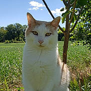Georgie is registered to the contest to win money with this photo: animal, blue_sky, cat, ears, field, fur, garden, leaves, nature, orange_markings, outdoors, pet, portrait, rural_landscape, sitting, sunny, tree, whiskers, white_cat, wooden_fence