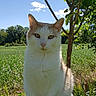 animal, blue_sky, cat, ears, field, fur, garden, leaves, nature, orange_markings, outdoors, pet, portrait, rural_landscape, sitting, sunny, tree, whiskers, white_cat, wooden_fence
