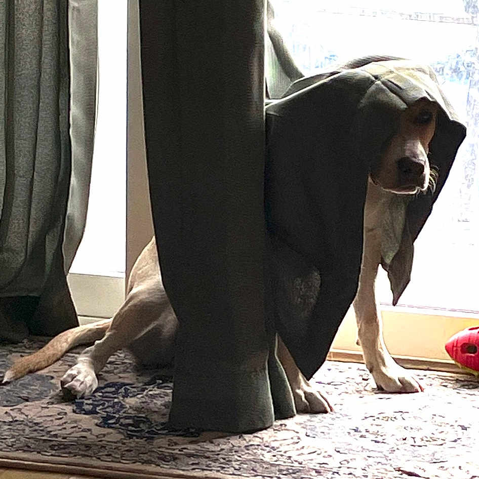 Cuddy joined the competition — help win amazing prizes! black, calf, comfort, curtain, dress, fashion_design, floor, flooring, foot, formal_wear, hardwood, human_leg, knee, sitting, stairs, sunglasses, thigh, tints_and_shades, waist, wood
