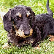 Alto a rejoint le concours — aidez-le/la à gagner de superbes lots ! dog, puppy, dachshund, wire_hair, black, tan, grass, outdoor, pet, animal, cute, lying_down, floppy_ears, fur, nature, young, mammal, canine, portrait, attention