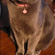 Veve is registered to the contest to win money with this photo: animal, cat, closeup, collar, curious, domestic_cat, ears, face, feline, fur, gray_cat, household, indoor, necklace, pet, sitting, table, whiskers, wooden_table, yellow_eyes