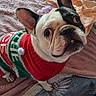Bouli a rejoint le concours — aidez-le/la à gagner de superbes lots ! french_bulldog, dog, pet, sweater, red, green, blanket, bed, indoors, looking_up, curious, cute, small_dog, fur, ears, animal, companion, domestic, cozy, resting