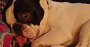 Bouli a rejoint le concours — aidez-le/la à gagner de superbes lots ! dog, french_bulldog, sleeping, tongue_out, blanket, patterned_blanket, indoor, couch, cozy, pet, resting, animal, canine, colorful, home, living_room, relaxed, fur, cute, companion