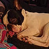 dog, french_bulldog, sleeping, tongue_out, blanket, patterned_blanket, indoor, couch, cozy, pet, resting, animal, canine, colorful, home, living_room, relaxed, fur, cute, companion
