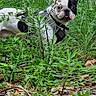 dog, black_and_white, grass, plants, outdoor, nature, curious, tongue_out, leaf_litter, greenery, collar, pet, canine, forest_floor, small_dog, playful, alert, fur, animal, daylight