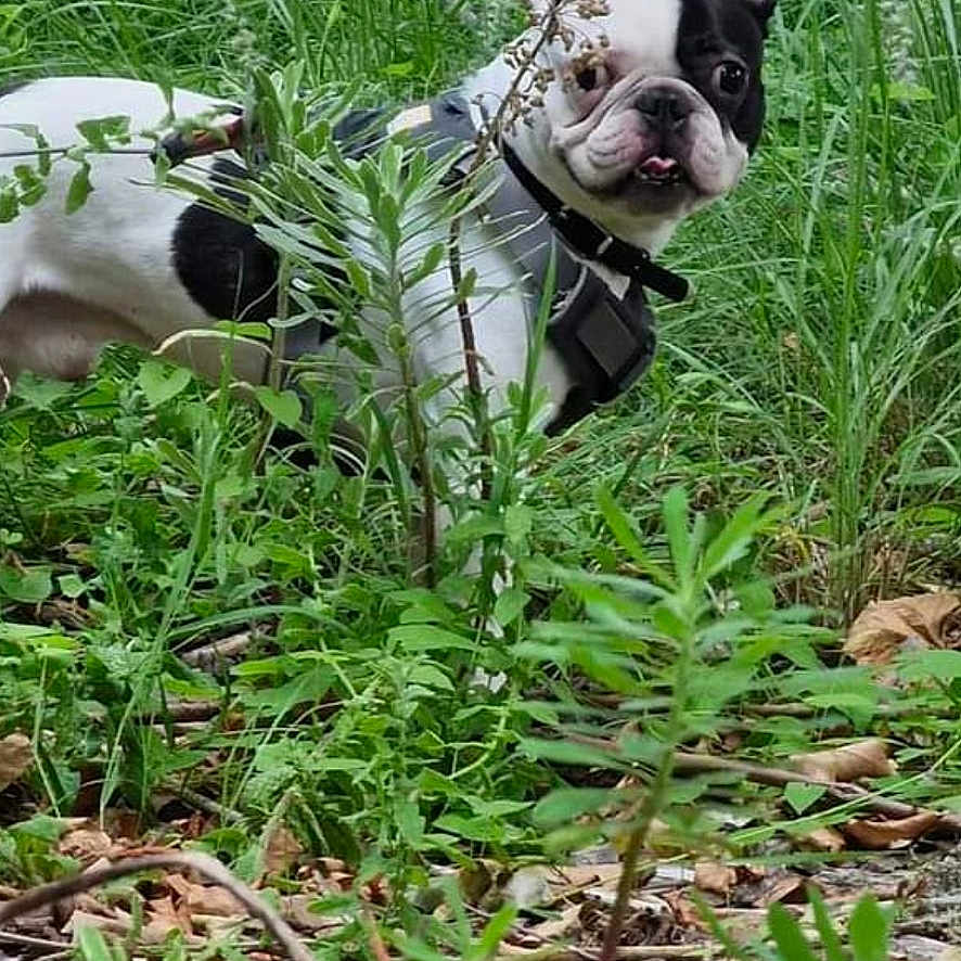 Bouli a rejoint le concours — aidez-le/la à gagner de superbes lots ! dog, black_and_white, grass, plants, outdoor, nature, curious, tongue_out, leaf_litter, greenery, collar, pet, canine, forest_floor, small_dog, playful, alert, fur, animal, daylight