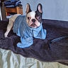 Bouli participe au concours pour gagner de l'argent avec cette photo : french_bulldog, dog, towel, bed, blanket, indoor, pet, animal, fur, ears, face, looking, curious, clothing, furniture, stacked_clothes, beads, wooden_chair, room, domestic