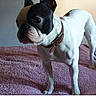 dog, french_bulldog, pet, animal, standing, collar, white, black, indoor, bed, blanket, fur, mammal, alert, cute, companion, domestic_animal, portrait, canine, close_up