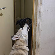 Thalia a rejoint le concours — aidez-le/la à gagner de superbes lots ! dog, indoor, doorway, playful, pet, animal, floor, wall, tile, light, dark, interaction, canine, fur, mouth, ears, collar, house, room, door