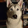 dog, husky, blue_eyes, pet, close_up, indoor, animal, fur, ears, face, looking, mammal, canine, companion, portrait, whiskers, domestic, cute, alert, household