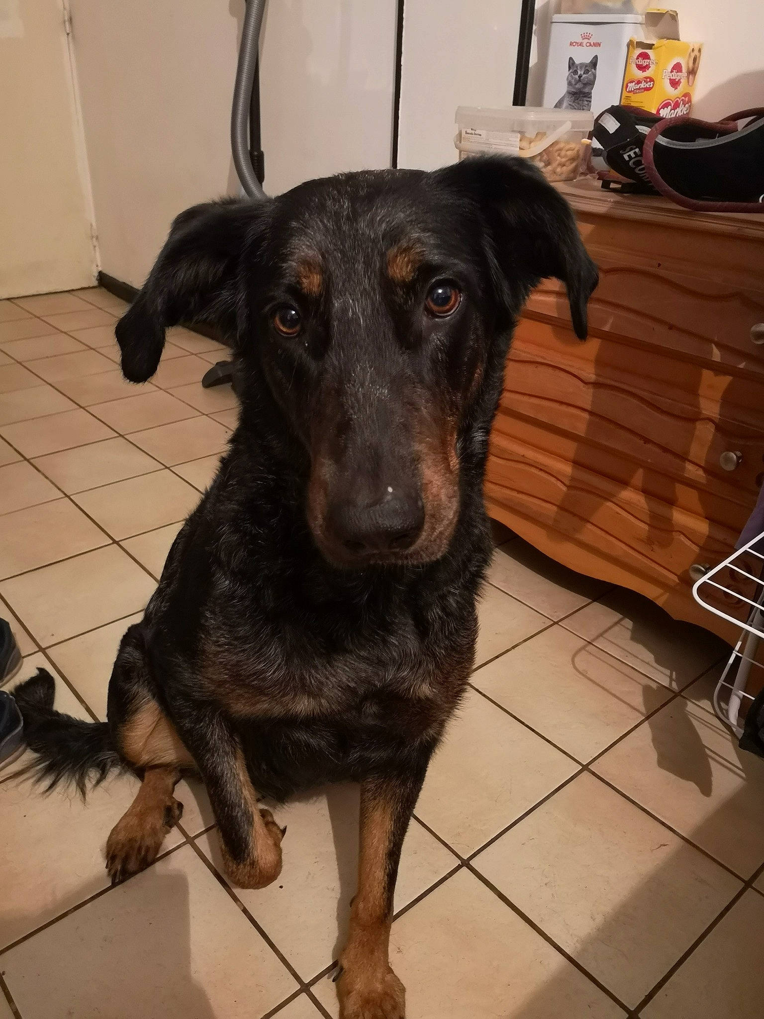 Jena a rejoint le concours — aidez-le/la à gagner de superbes lots ! canidae, carnivore, dog, dog_breed, labrador_retriever, rare_breed_dog, snout, sporting_group, street_dog