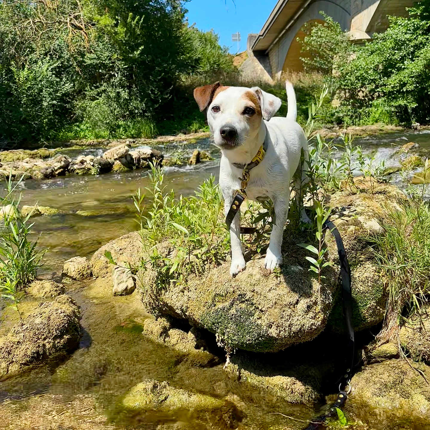 Marley participe au concours pour gagner de l'argent avec cette photo : dog, outdoors, stream, water, rocks, moss, bridge, nature, greenery, trees, sunlight, blue_sky, white_fur, brown_patches, standing, leash, collar, portrait, landscape, adventure