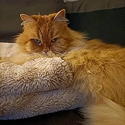 Shouky participe au concours pour gagner de l'argent avec cette photo : cat, orange_cat, fluffy, pet, indoor, blanket, cozy, furniture, couch, relaxed, fur, animal, mammal, whiskers, ears, tail, resting, sleepy, home, domestic_cat