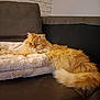 Shouky participe au concours pour gagner de l'argent avec cette photo : cat, orange_cat, fluffy, pet, animal, indoor, sofa, blanket, relaxed, feline, fur, resting, cozy, home, brick_wall, couch, long_hair, tail, comfort, domestic_animal