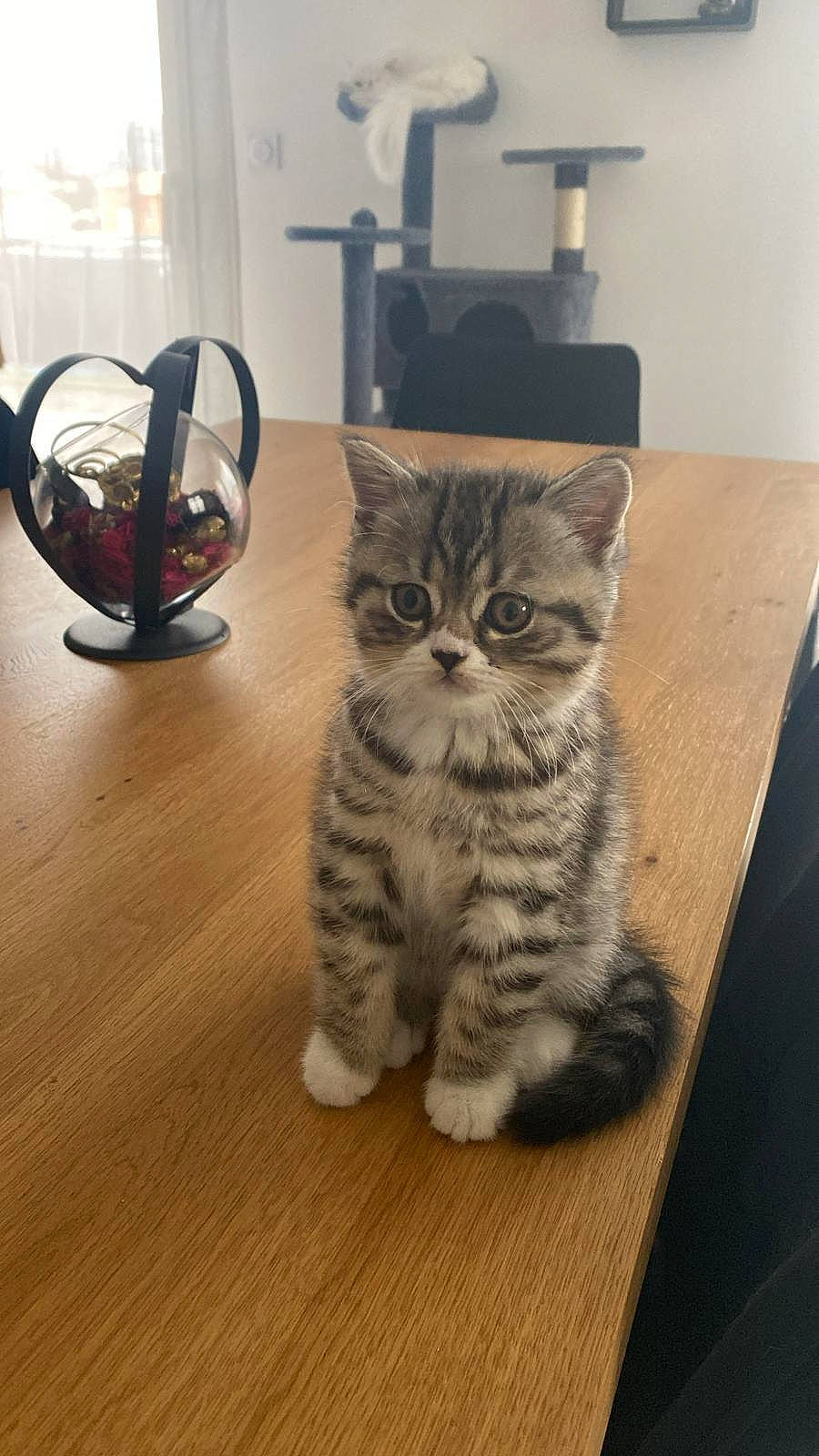 Winny participe au concours pour gagner de l'argent avec cette photo : carnivore, cat, domestic_short_haired_cat, felidae, floor, flooring, fur, grey, hardwood, laminate_flooring, paw, room, shelf, small_to_medium_sized_cats, table, tail, whiskers, wood, wood_flooring, wood_stain