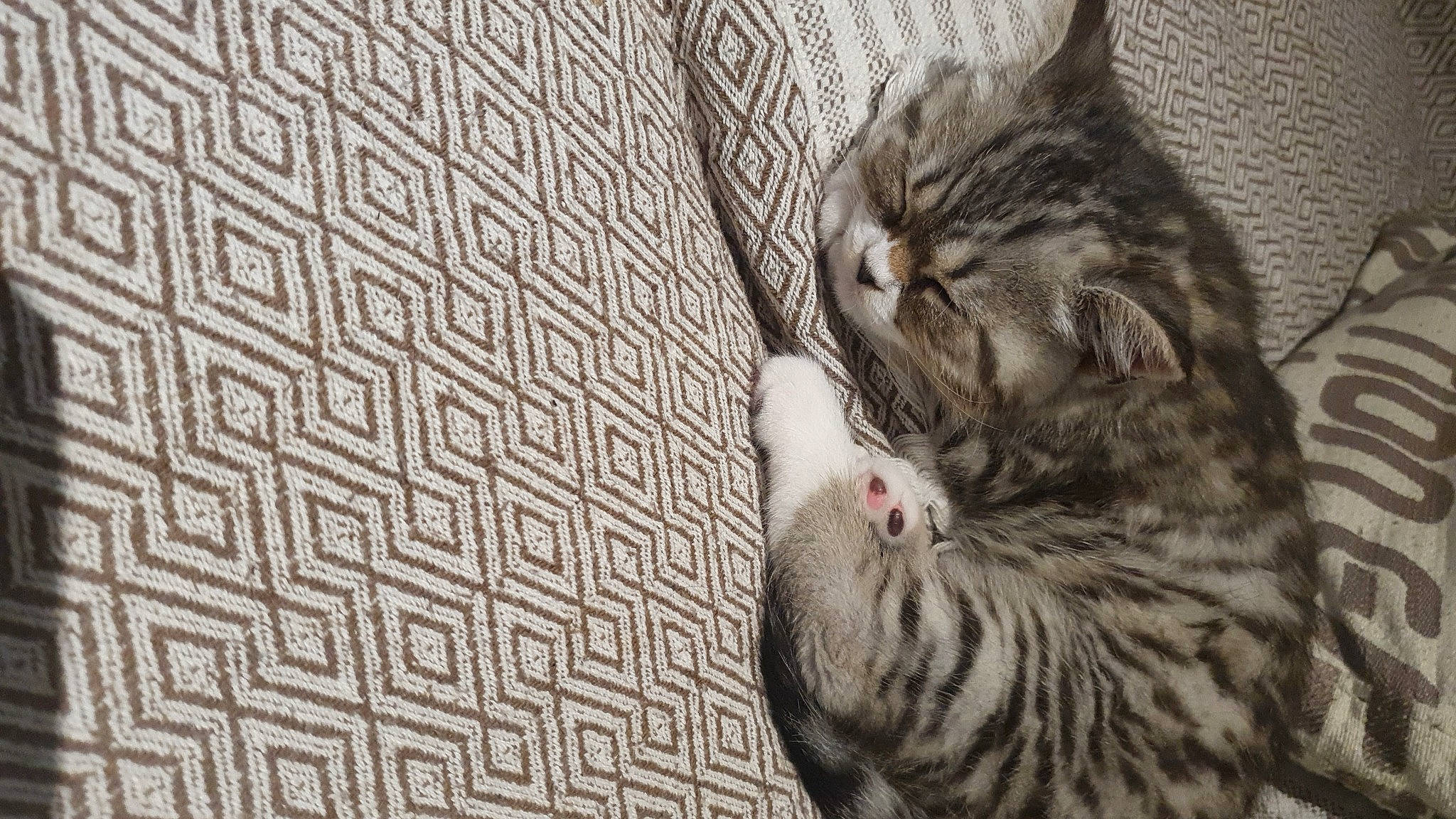 Winny participe au concours pour gagner de l'argent avec cette photo : carnivore, cat, claw, comfort, domestic_short_haired_cat, eye, felidae, flooring, fur, grey, monochrome, monochrome_photography, paw, small_to_medium_sized_cats, snout, tail, terrestrial_animal, tree, whiskers, wood