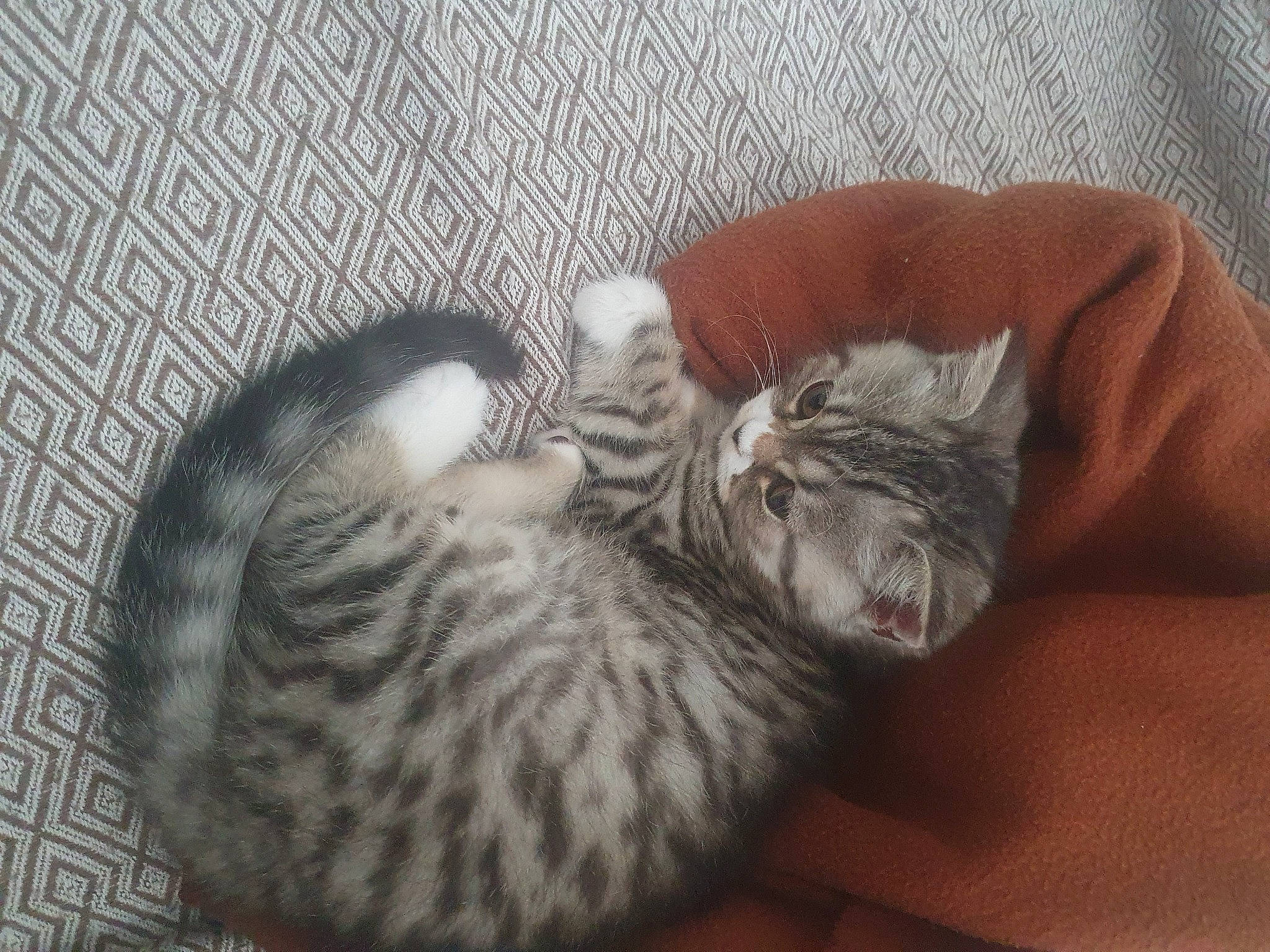 Winny a rejoint le concours — aidez-le/la à gagner de superbes lots ! carnivore, cat, cat_bed, claw, comfort, domestic_short_haired_cat, felidae, fur, grey, paw, small_to_medium_sized_cats, tail, whiskers