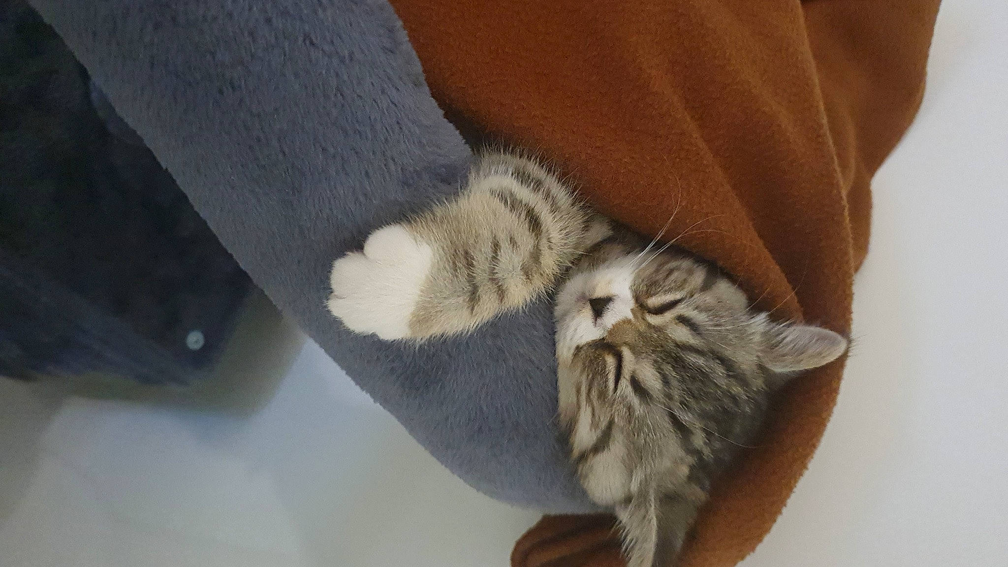 Winny participe au concours pour gagner de l'argent avec cette photo : carnivore, cat, claw, comfort, domestic_short_haired_cat, felidae, foot, fur, grey, hardwood, nap, paw, sleep, small_to_medium_sized_cats, tail, textile, whiskers, wood