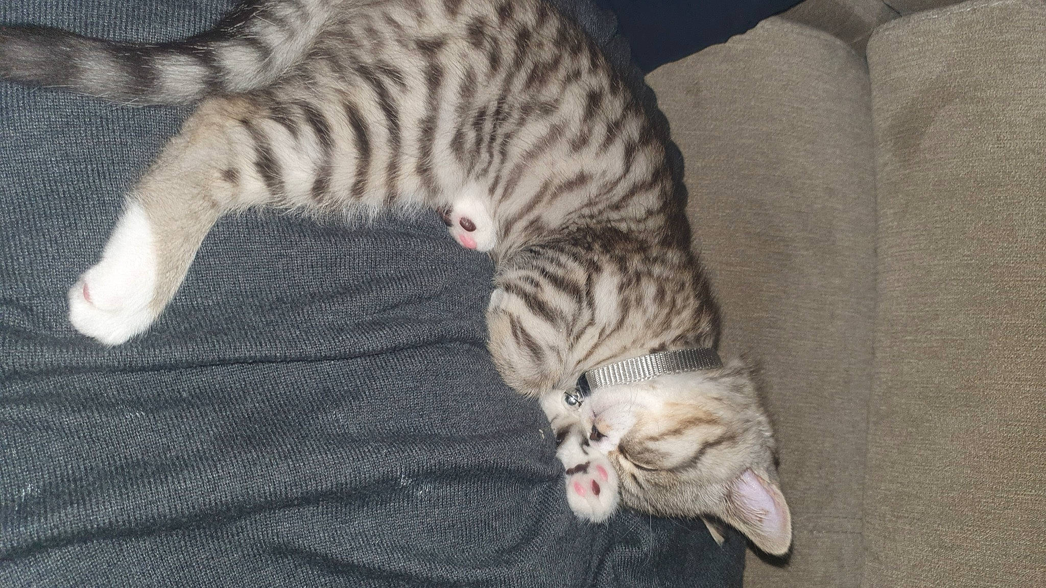 Winny a rejoint le concours — aidez-le/la à gagner de superbes lots ! carnivore, cat, cat_bed, claw, comfort, domestic_short_haired_cat, fawn, felidae, fur, grey, nap, pattern, paw, sleep, small_to_medium_sized_cats, snout, tail, terrestrial_animal, whiskers, wildlife