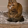 cat, feline, pet, fluffy, fur, indoor, rug, bathroom, tile_floor, sitting, tail, curious, animal, domestic, cute, whiskers, ears, eyes, furry, mammal