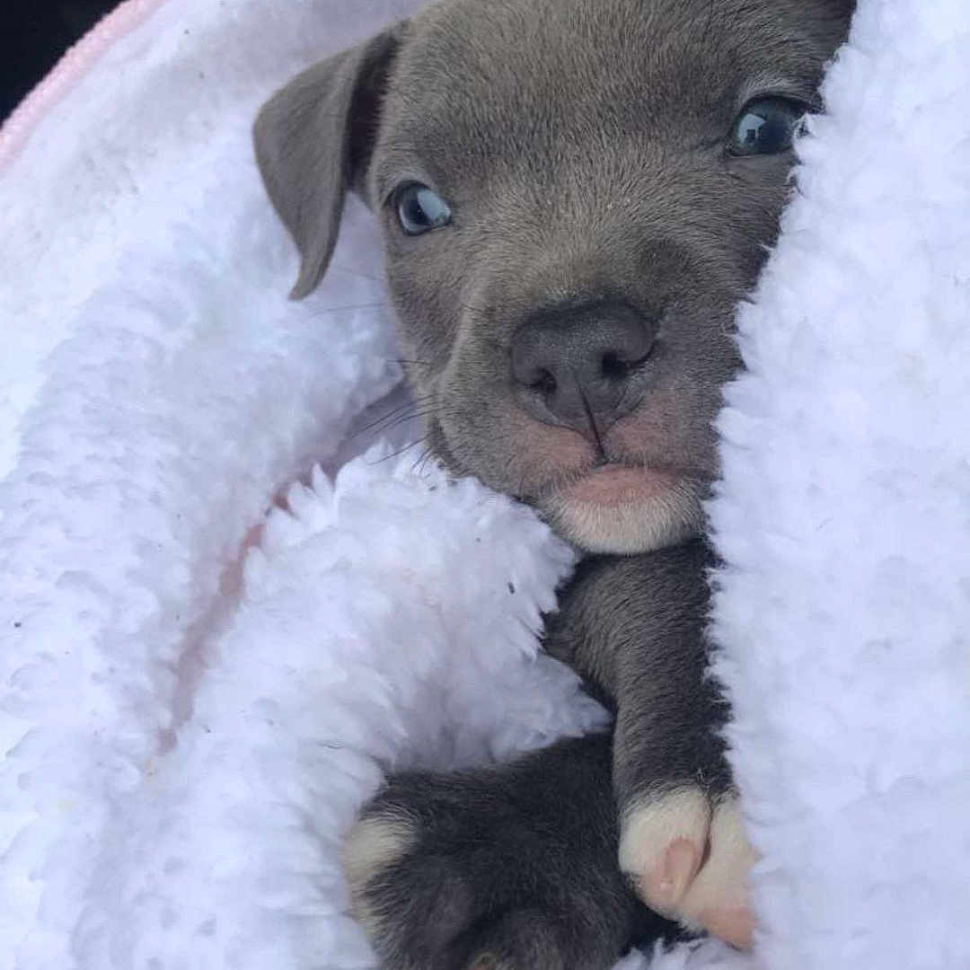 Princess joined the competition — help win amazing prizes! animal, ball, blanket, bulldog, canine, cat, dog, frenchbulldog, person, pet, pitbull, puppy, quilt, rat, rodent, sleeping, snout, sport, tennis, tennisball