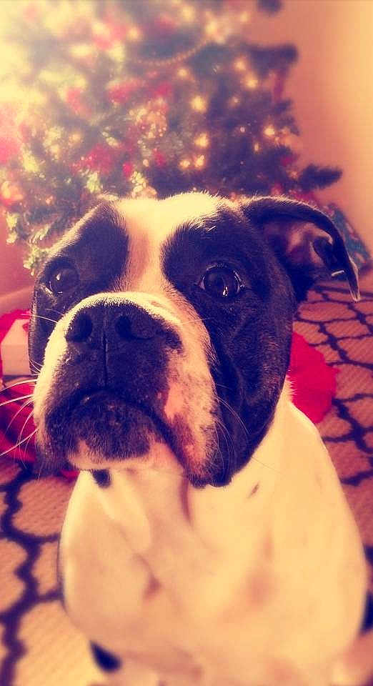 Bella