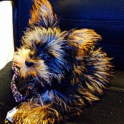Teddybear is registered to the contest to win money with this photo: