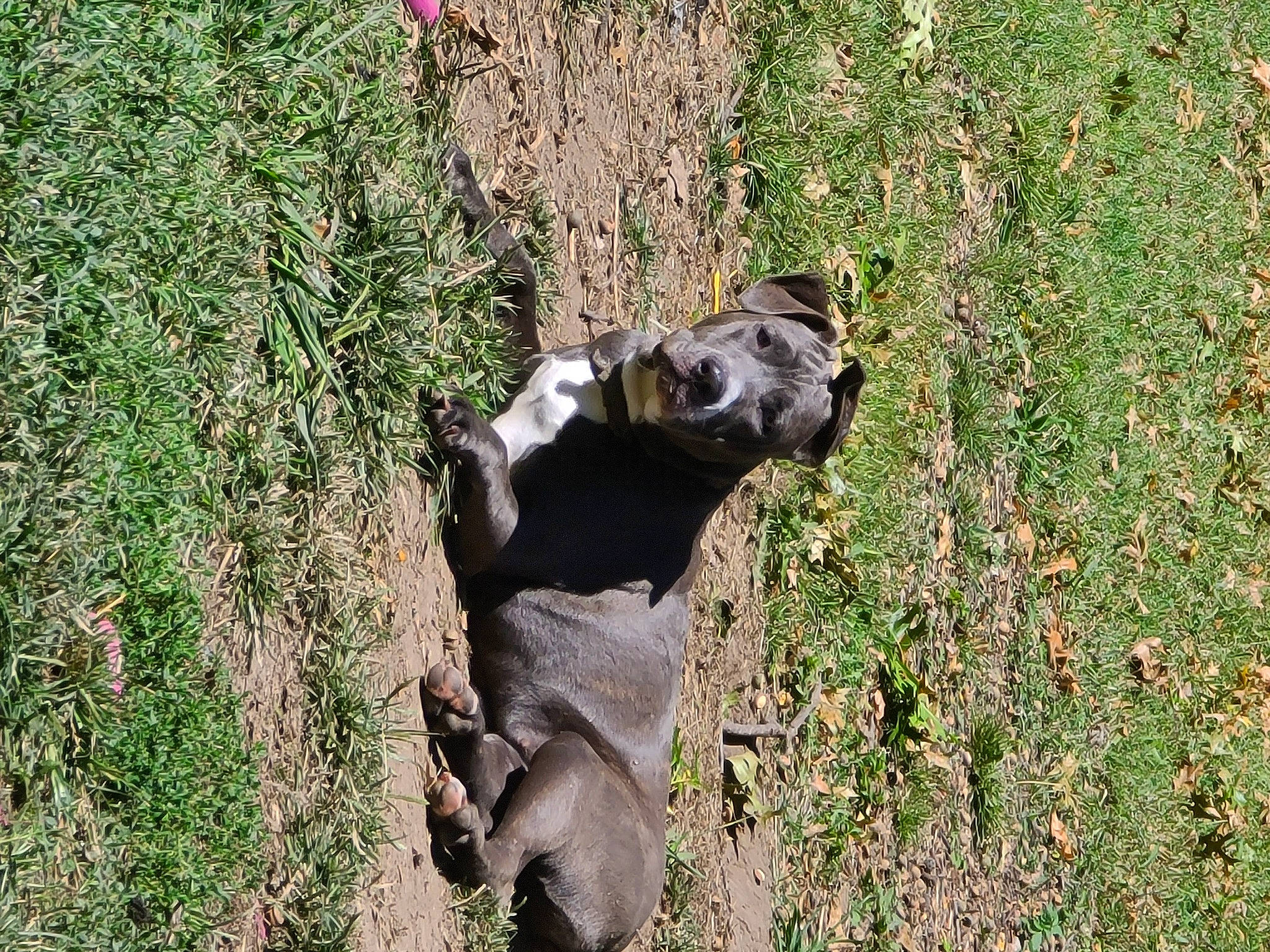 Legacy joined the competition — help win amazing prizes! canidae, carnivore, companion_dog, dog_breed, fawn, grass, grassland, groundcover, livestock, pasture, plant, snout, soil, sporting_group, tail, terrestrial_animal, tree, trunk, wood, working_animal