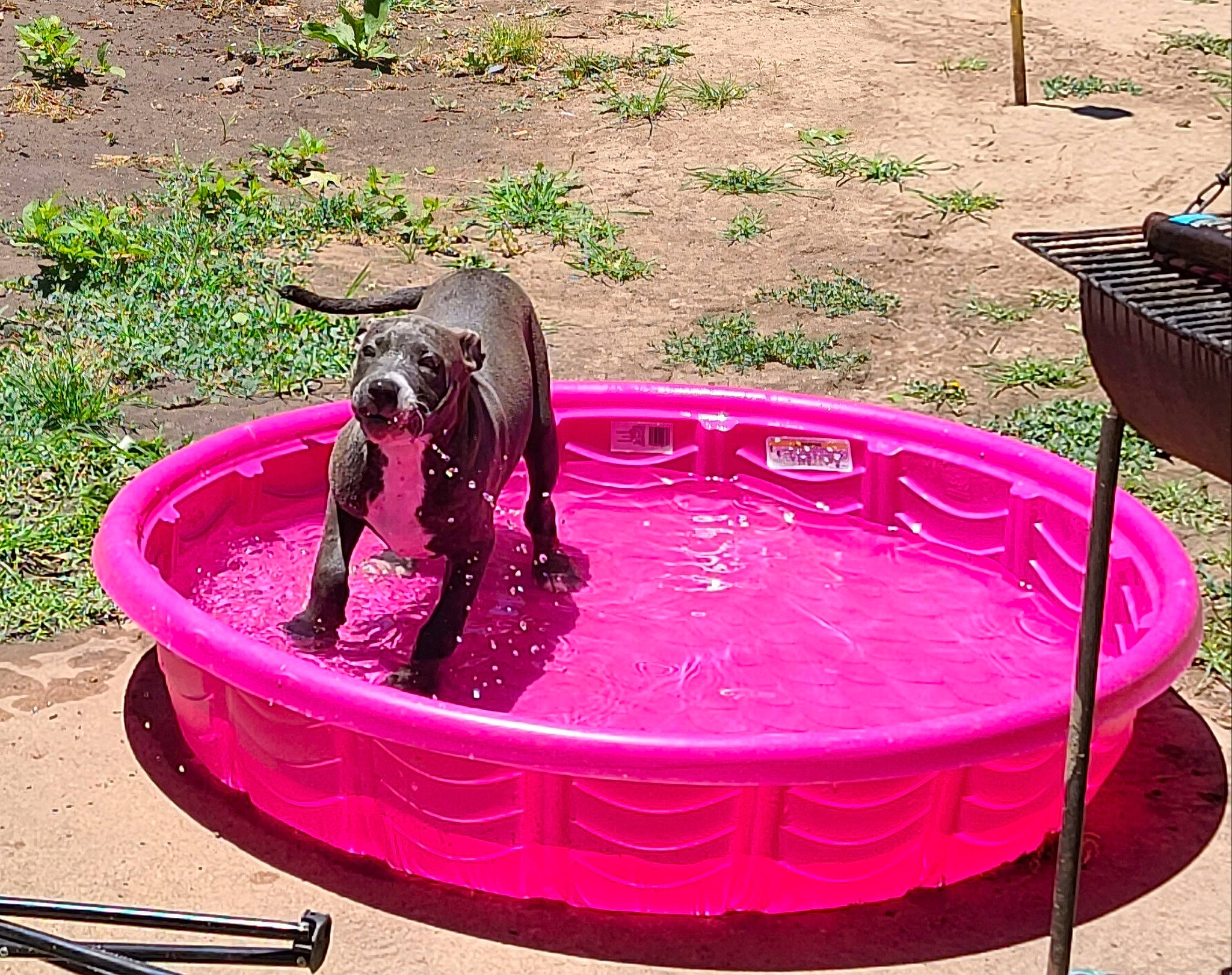 Legacy joined the competition — help win amazing prizes! bathing, carnivore, circle, dog, dog_breed, fluid, fountain, grass, groundcover, leisure, liquid, liver, magenta, pet_supply, pink, plant, recreation, sporting_group, water, water_feature