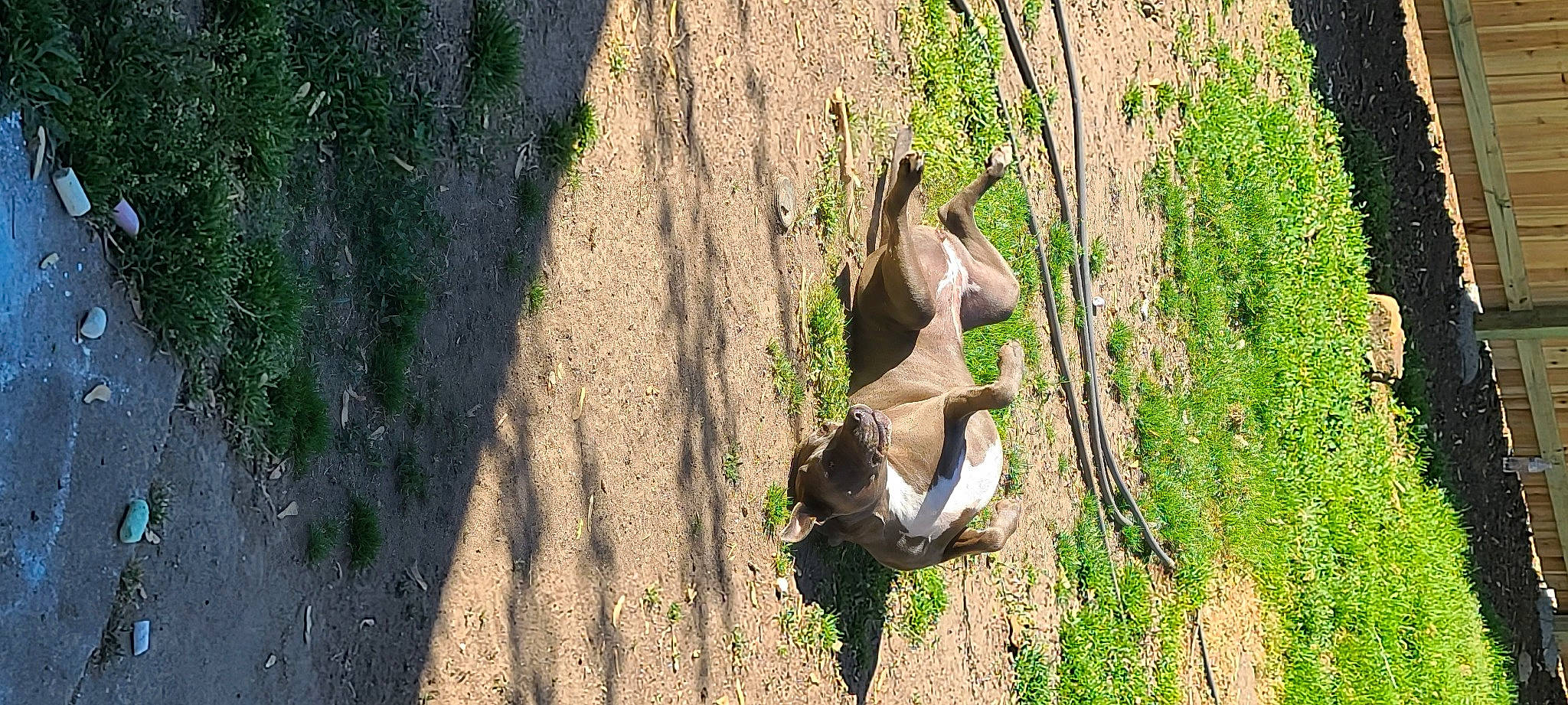 Legacy is registered to the contest to win money with this photo: _geese_and_swans, beak, canidae, duck, ducks, fawn, forest, grass, grass_family, landscape, leaf, plant, shadow, soil, tail, terrestrial_animal, tree, trunk, window, wood