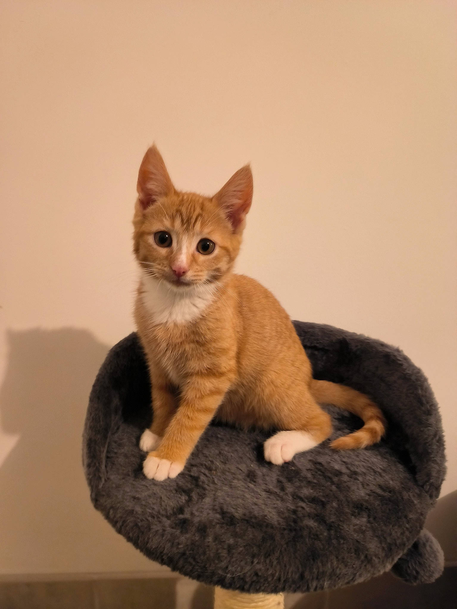 Uly participe au concours pour gagner de l'argent avec cette photo : art, carnivore, cat, cat_supply, domestic_short_haired_cat, fawn, felidae, fur, paw, sitting, small_to_medium_sized_cats, snout, tail, whiskers, window, wood