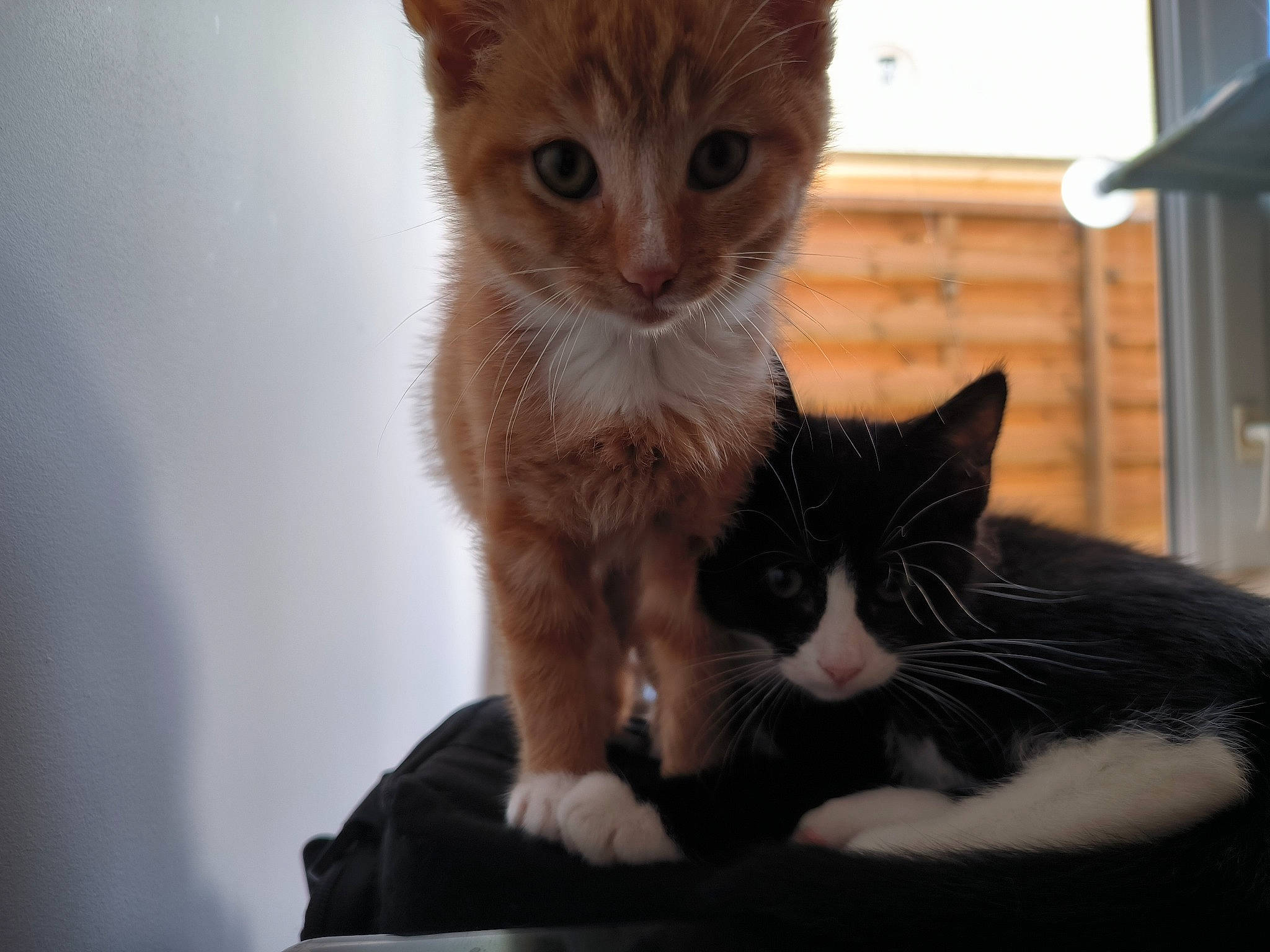 Uly participe au concours pour gagner de l'argent avec cette photo : carnivore, cat, claw, comfort, domestic_short_haired_cat, fawn, felidae, fur, paw, pet_supply, sitting, small_to_medium_sized_cats, snout, tail, terrestrial_animal, whiskers, window