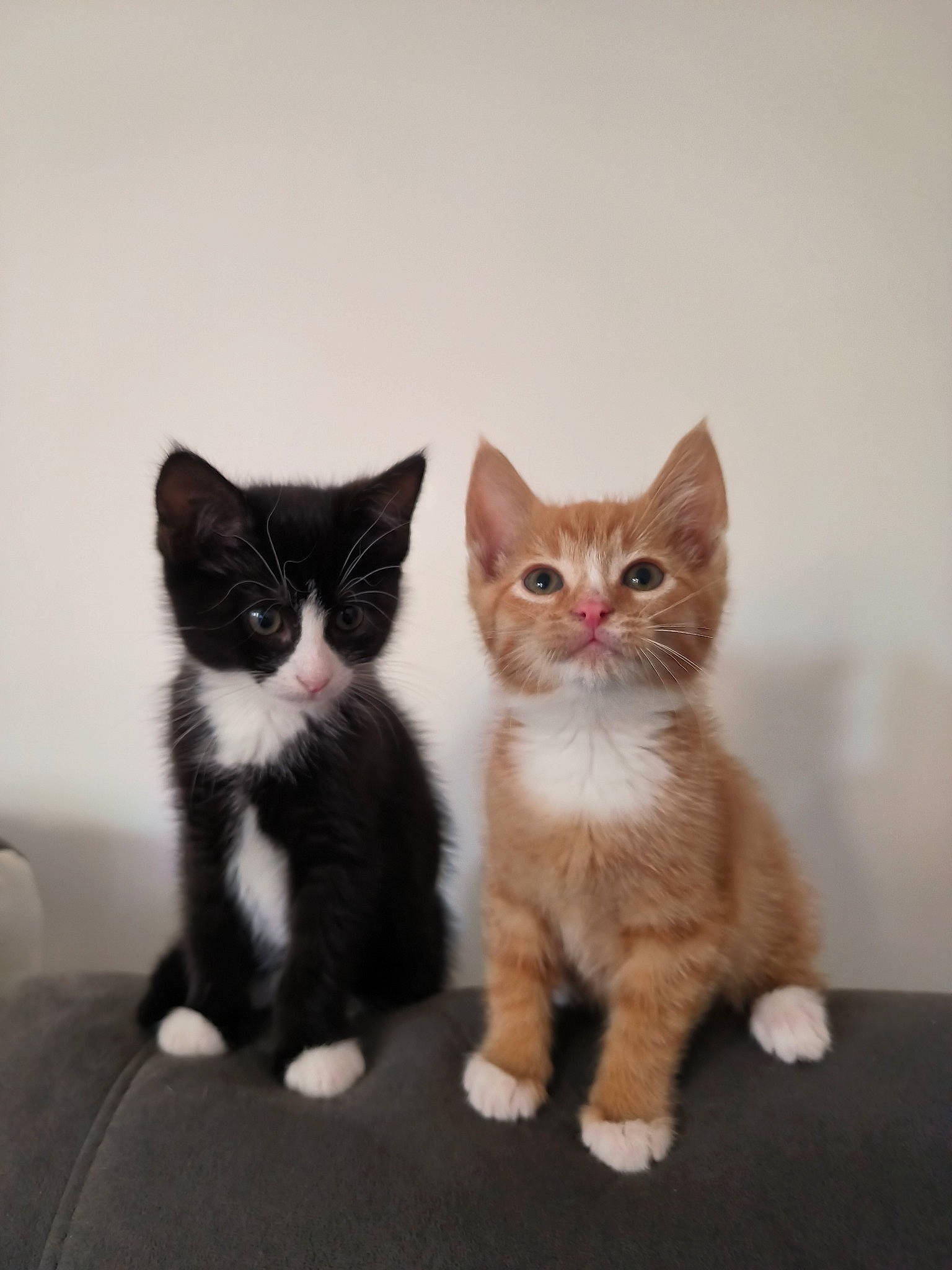 Uly a rejoint le concours — aidez-le/la à gagner de superbes lots ! carnivore, cat, claw, domestic_short_haired_cat, fawn, felidae, foot, fur, paw, sitting, small_to_medium_sized_cats, snout, tail, whiskers