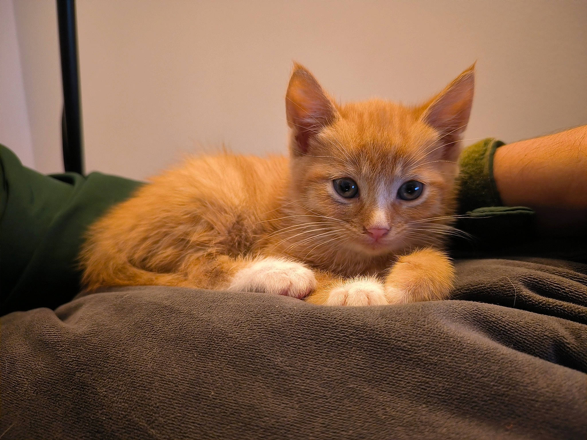 Uly a rejoint le concours — aidez-le/la à gagner de superbes lots ! bed, carnivore, cat, cat_furniture, cat_supply, claw, comfort, couch, domestic_short_haired_cat, fawn, felidae, fur, paw, sitting, small_to_medium_sized_cats, snout, tail, whiskers