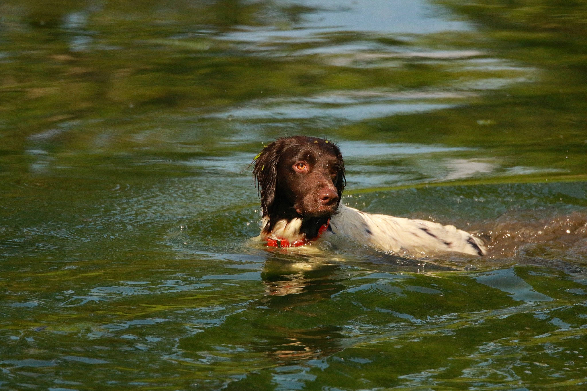 Sun a rejoint le concours — aidez-le/la à gagner de superbes lots ! _geese_and_swans, bathing, canidae, carnivore, companion_dog, dog, dog_breed, ducks, fluid, fun, lake, leisure, liquid, liver, snout, sporting_group, terrestrial_animal, vertebrate, water, wildlife