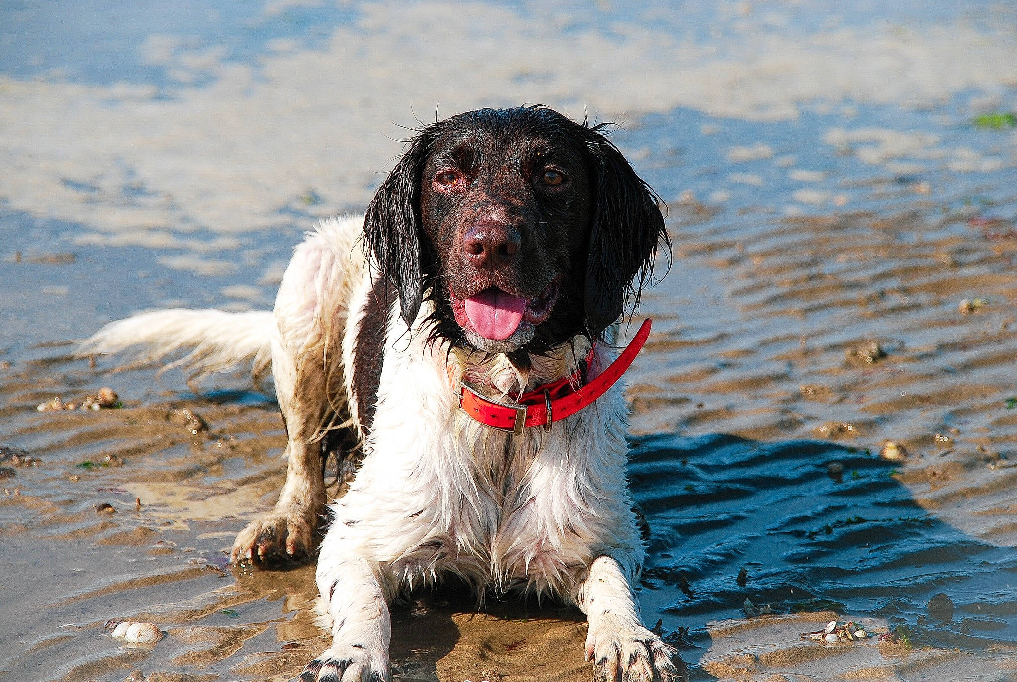 Sun participe au concours pour gagner de l'argent avec cette photo : carnivore, cocker_spaniel, collar, companion_dog, dog, dog_breed, dog_collar, gun_dog, lake, liver, pointing_breed, retriever, russian_spaniel, spaniel, sporting_group, water, wind_wave, working_dog