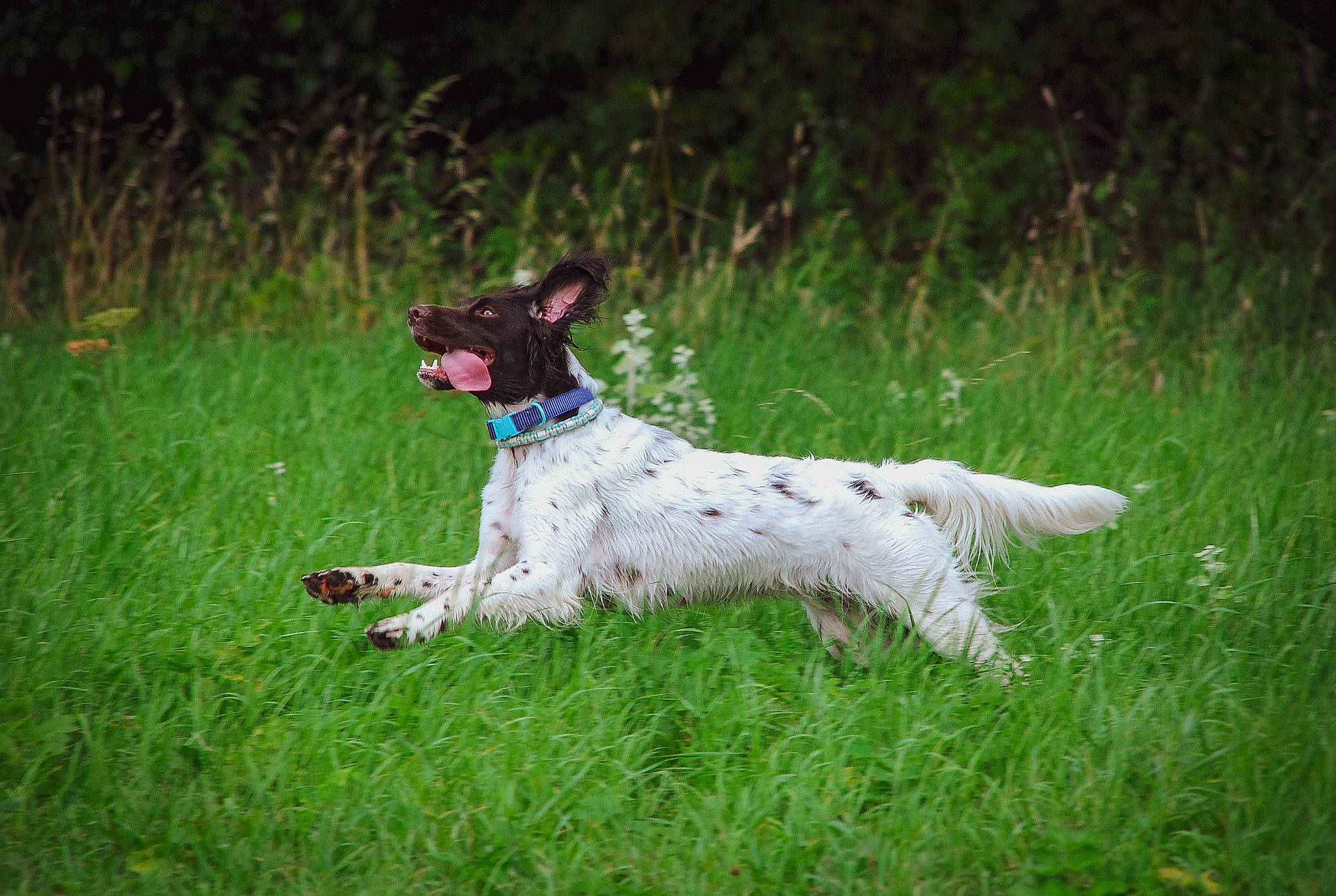 Sun participe au concours pour gagner de l'argent avec cette photo : canidae, carnivore, collar, companion_dog, dog, dog_breed, dog_collar, fawn, grass, grassland, hunting_dog, meadow, non_sporting_group, pasture, plant, sporting_group, tail, terrestrial_animal, terrier