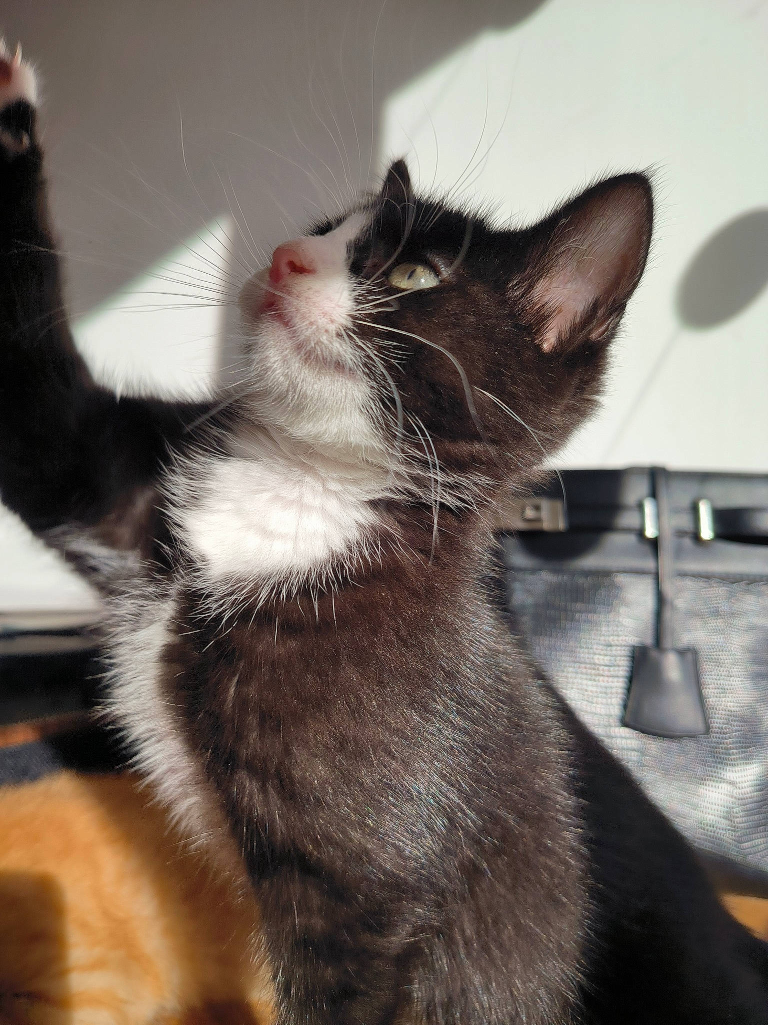 Una a rejoint le concours — aidez-le/la à gagner de superbes lots ! black_cat, carnivore, cat, claw, comfort, domestic_short_haired_cat, felidae, foot, fur, gesture, grey, human_leg, paw, small_to_medium_sized_cats, snout, tail, whiskers