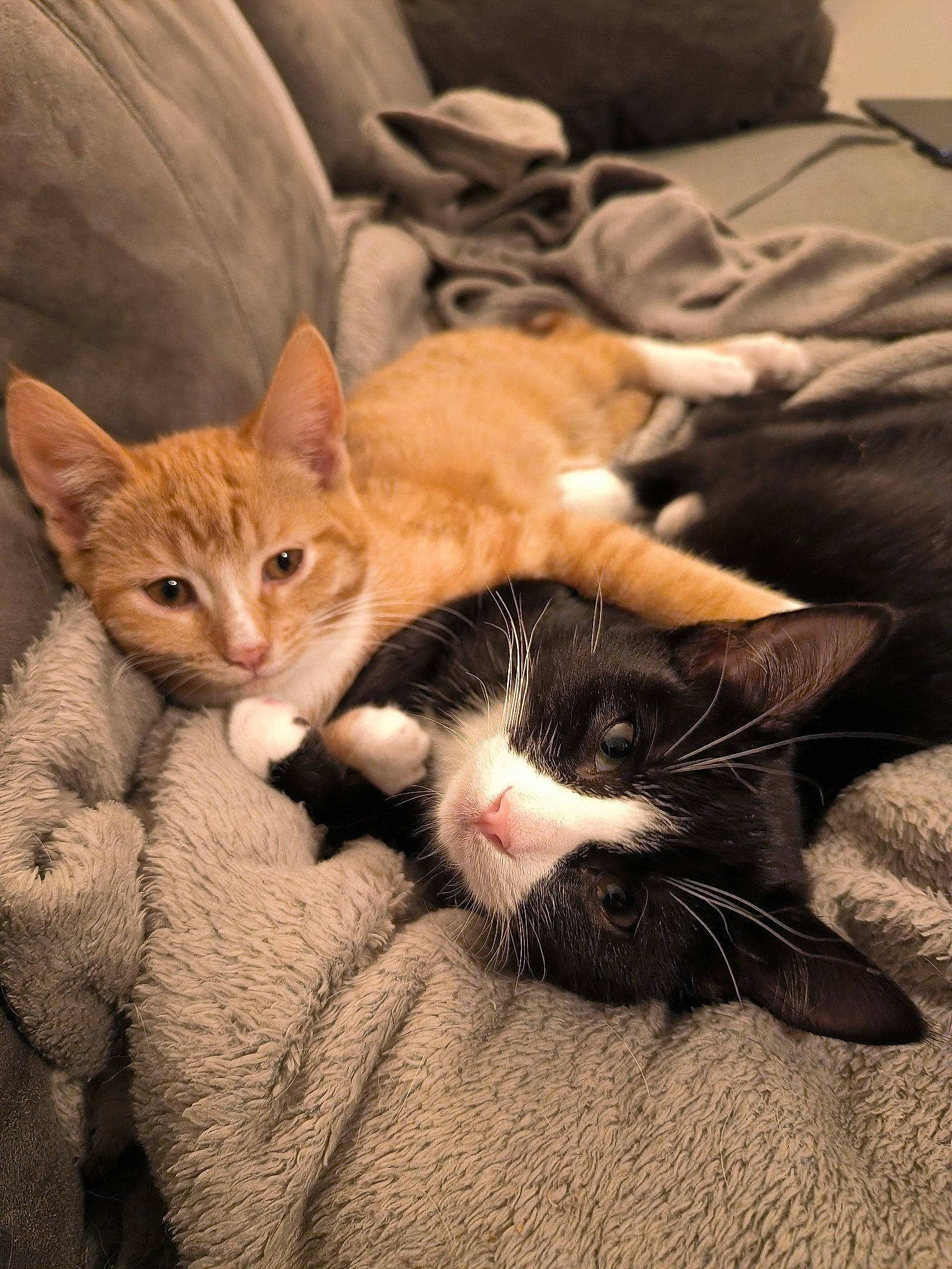 Una participe au concours pour gagner de l'argent avec cette photo : bed, carnivore, cat, claw, comfort, couch, domestic_short_haired_cat, fawn, felidae, fur, linens, mammal, nap, paw, small_to_medium_sized_cats, tail, vertebrate, whiskers, wood