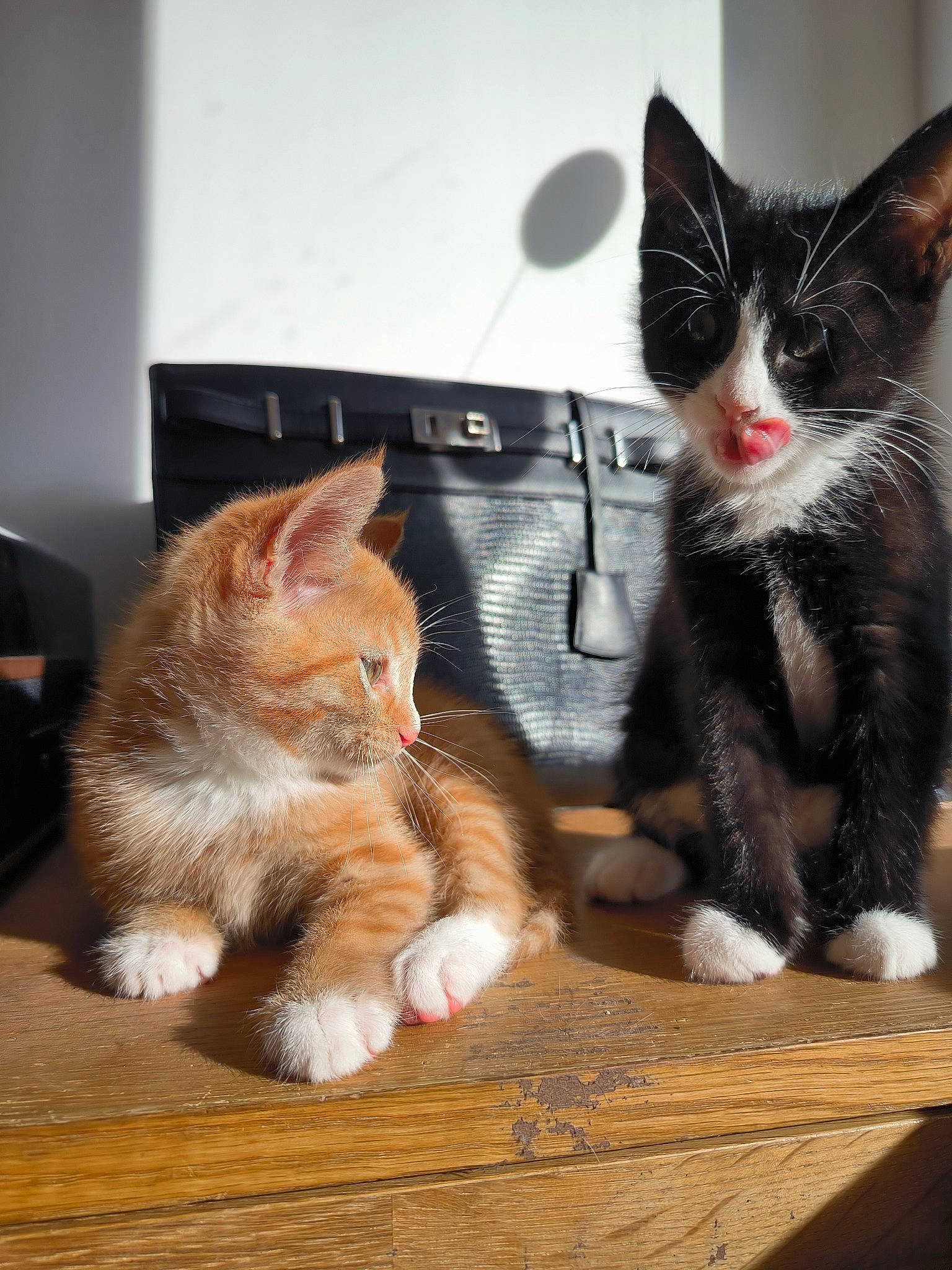 Una participe au concours pour gagner de l'argent avec cette photo : carnivore, cat, claw, comfort, domestic_short_haired_cat, felidae, flooring, foot, fur, hardwood, lap, paw, sitting, small_to_medium_sized_cats, snout, tail, whiskers, wood