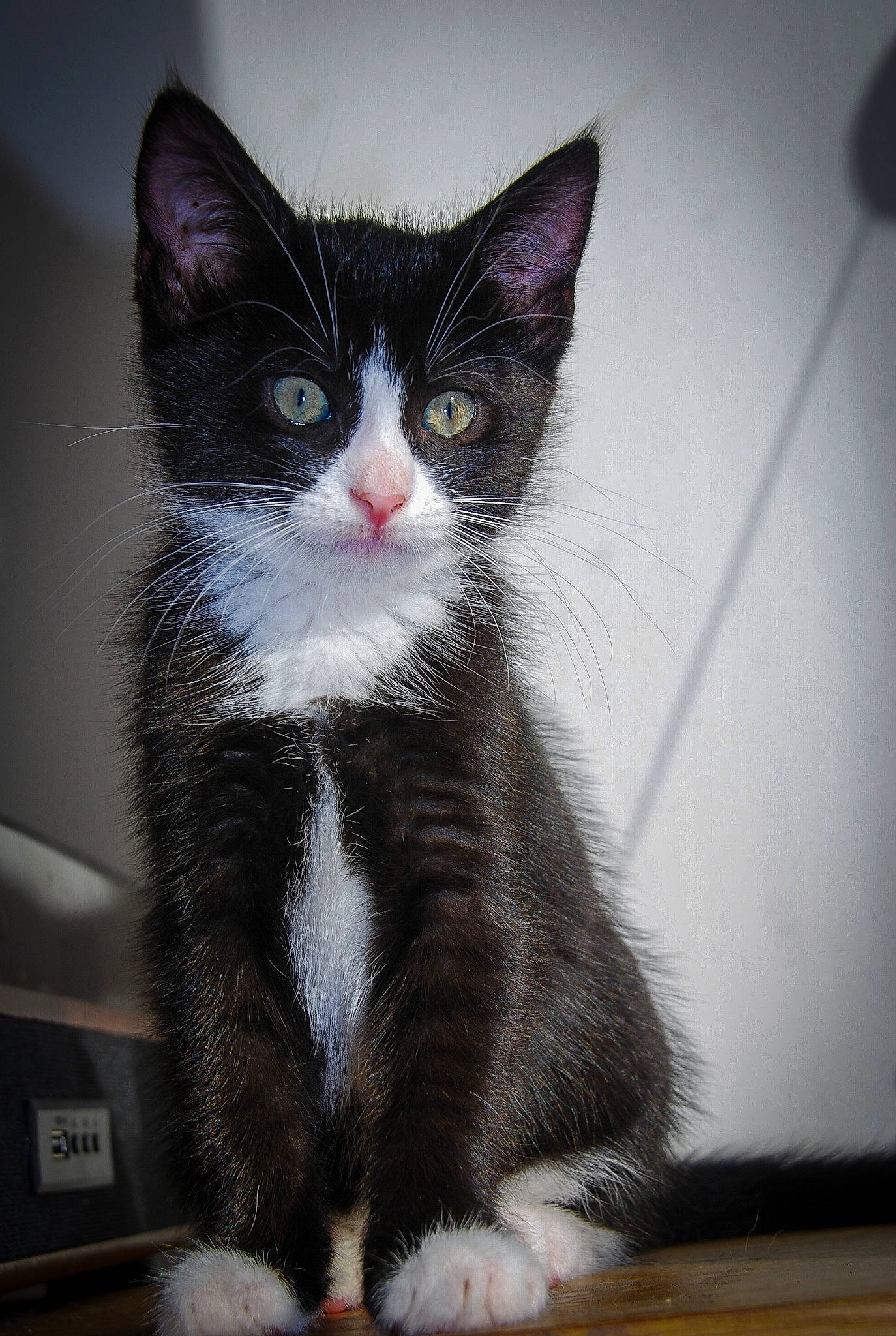 Una a rejoint le concours — aidez-le/la à gagner de superbes lots ! box, carnivore, cat, domestic_short_haired_cat, eye, felidae, fur, grey, paw, sitting, small_to_medium_sized_cats, snout, tail, whiskers, window