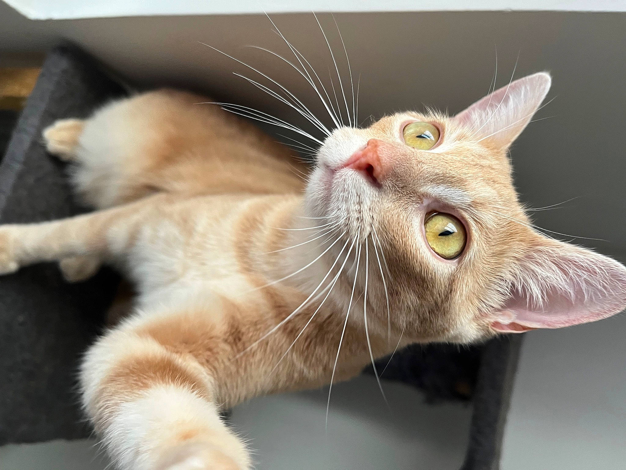 Moonlight a rejoint le concours — aidez-le/la à gagner de superbes lots ! carnivore, cat, claw, domestic_short_haired_cat, ear, fang, fawn, felidae, fur, paw, small_to_medium_sized_cats, snout, tail, terrestrial_animal, whiskers