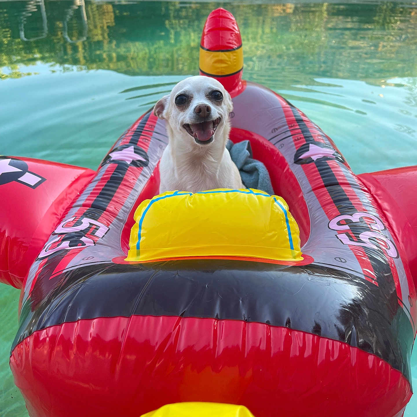Ellie joined the competition — help win amazing prizes! animal, canine, clothing, dog, face, head, inflatable, lifejacket, outdoors, person, pet, photography, pool, portrait, puppy, summer, swimmingpool, tubing, vest, water