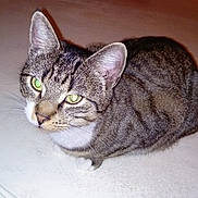 Foutue participe au concours pour gagner de l'argent avec cette photo : american_shorthair, american_wirehair, asian, australian_mist, california_spangled, carnivoran, cat, cat_like_mammal, domestic_short_haired_cat, dragon_li, european_shorthair, fur, german_rex, kitten, ocicat, small_to_medium_sized_cats, tabby_cat, whiskers