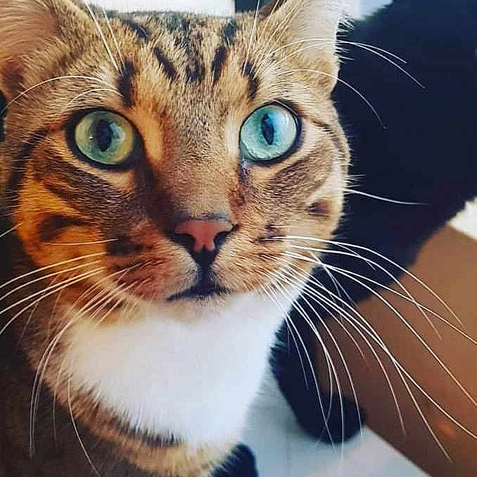 Lisse a rejoint le concours — aidez-le/la à gagner de superbes lots ! animal, background, cat, close_up, curious, cute, domestic_cat, ears, face, feline, fur, green_eyes, indoor, looking, nose, pet, portrait, striped, tabby_cat, whiskers