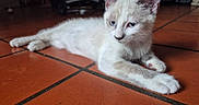 Neige a rejoint le concours — aidez-le/la à gagner de superbes lots ! kitten, cat, pet, animal, indoor, floor, terracotta_tiles, white_fur, blue_eyes, relaxed, young_cat, cute, whiskers, paws, ears, domestic_cat, feline, laying_down, portrait, close_up
