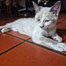 kitten, cat, pet, animal, indoor, floor, terracotta_tiles, white_fur, blue_eyes, relaxed, young_cat, cute, whiskers, paws, ears, domestic_cat, feline, laying_down, portrait, close_up