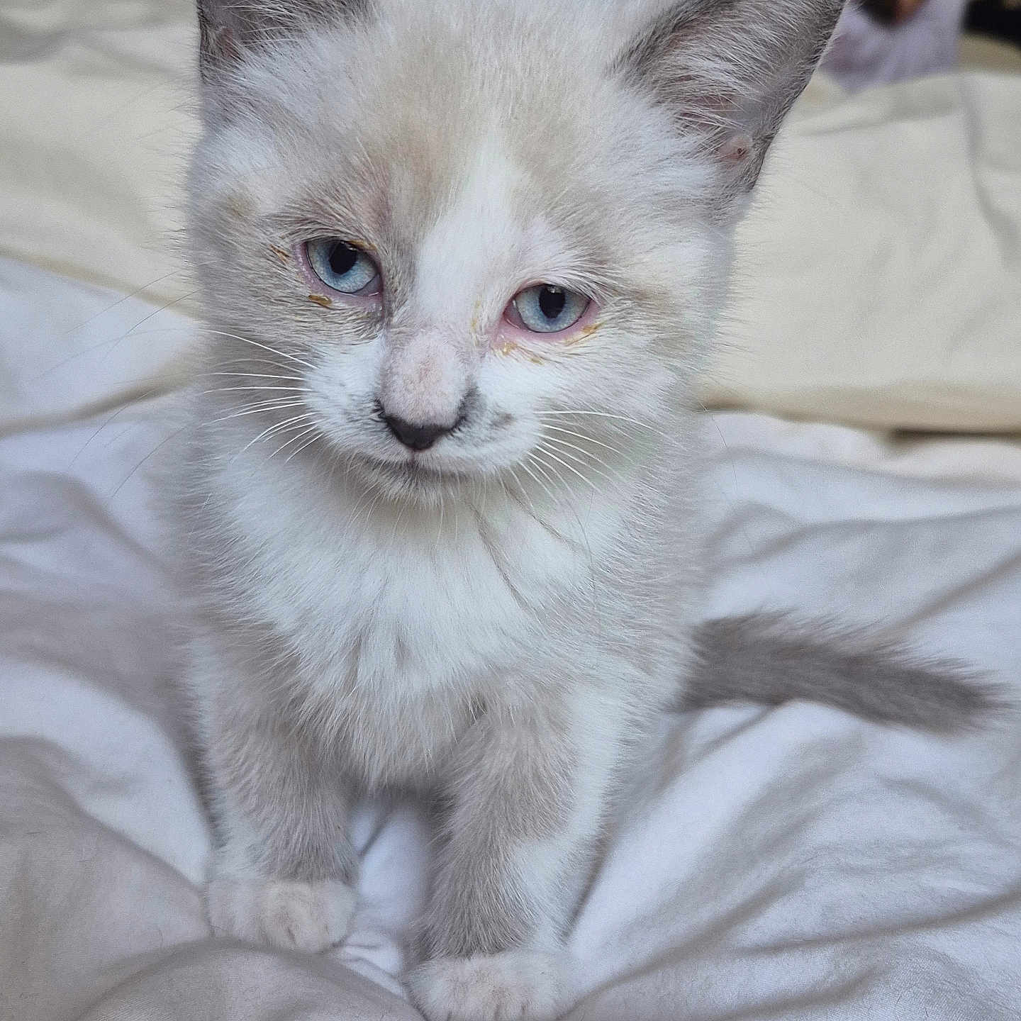 Neige participe au concours pour gagner de l'argent avec cette photo : kitten, cat, blue_eyes, fur, whiskers, pet, animal, cute, young, indoor, blanket, white, soft, sleepy, small, adorable, feline, face, ears, tail